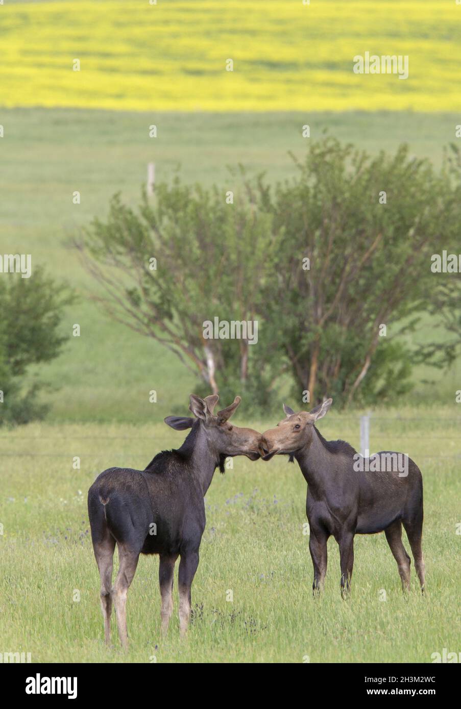 Prairie Moose Canada Foto Stock