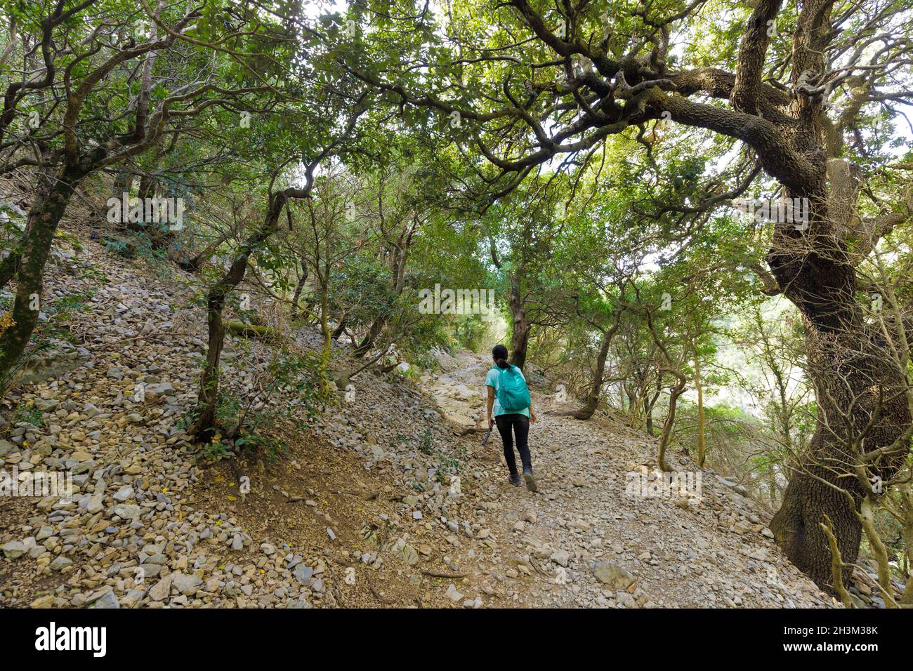 Giovane donna trekking da sola in foresta temperata clima. Foto Stock