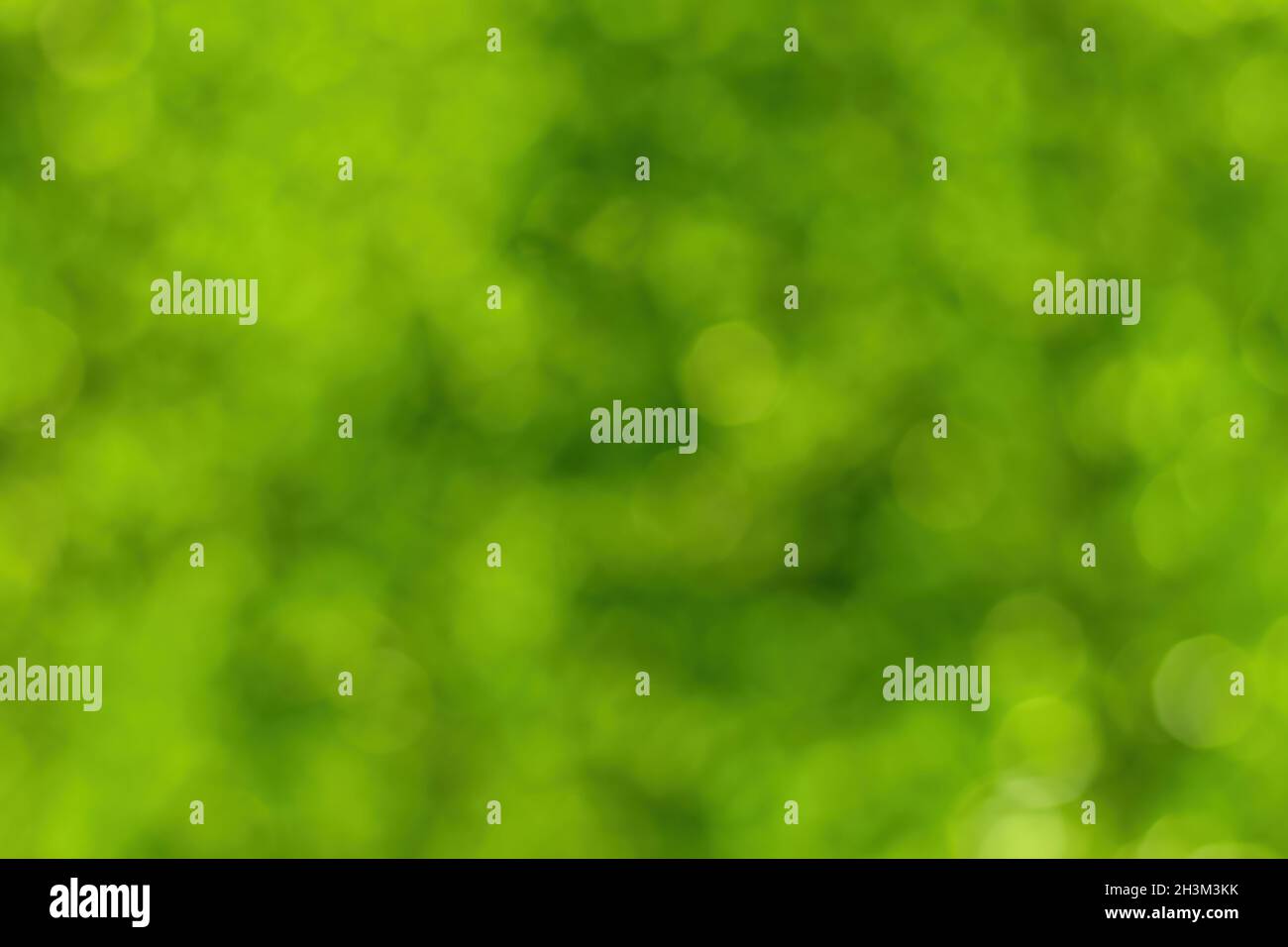 Immagine di sfondo bokeh sfocata di verde chiaro fogliame in primavera o estate. Sfondo astratto per il design. Foto Stock