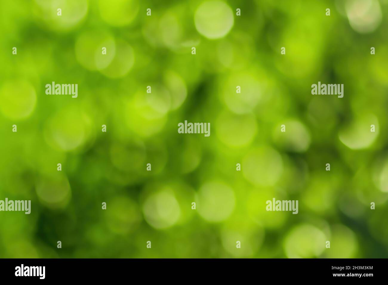 Immagine di sfondo bokeh sfocata di verde chiaro fogliame in primavera o estate. Sfondo astratto per il design. Foto Stock