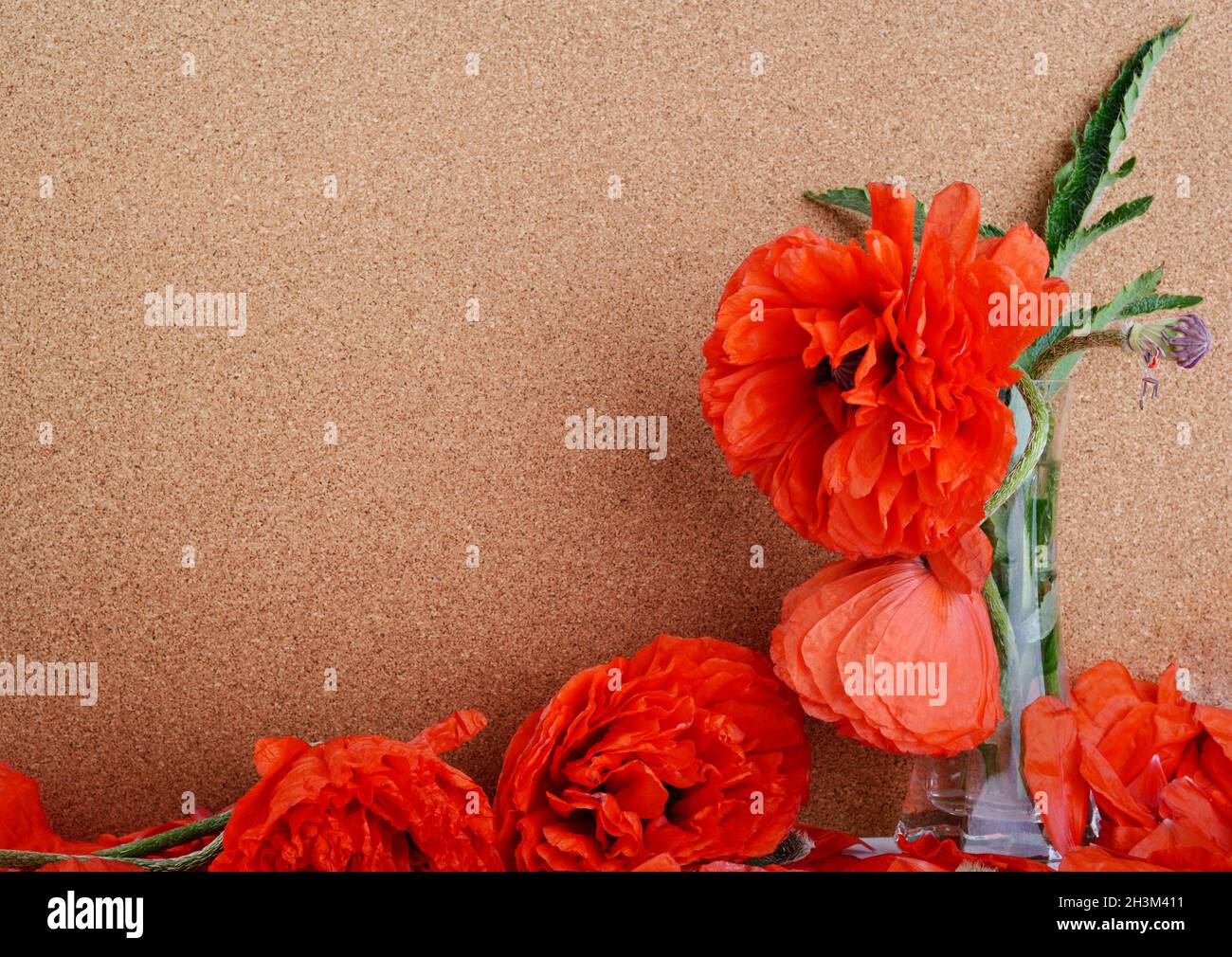 Fiori di papavero di peonia rossa fioriti su uno sfondo di covata. Design floreale di bordo con copyspace. Foto Stock