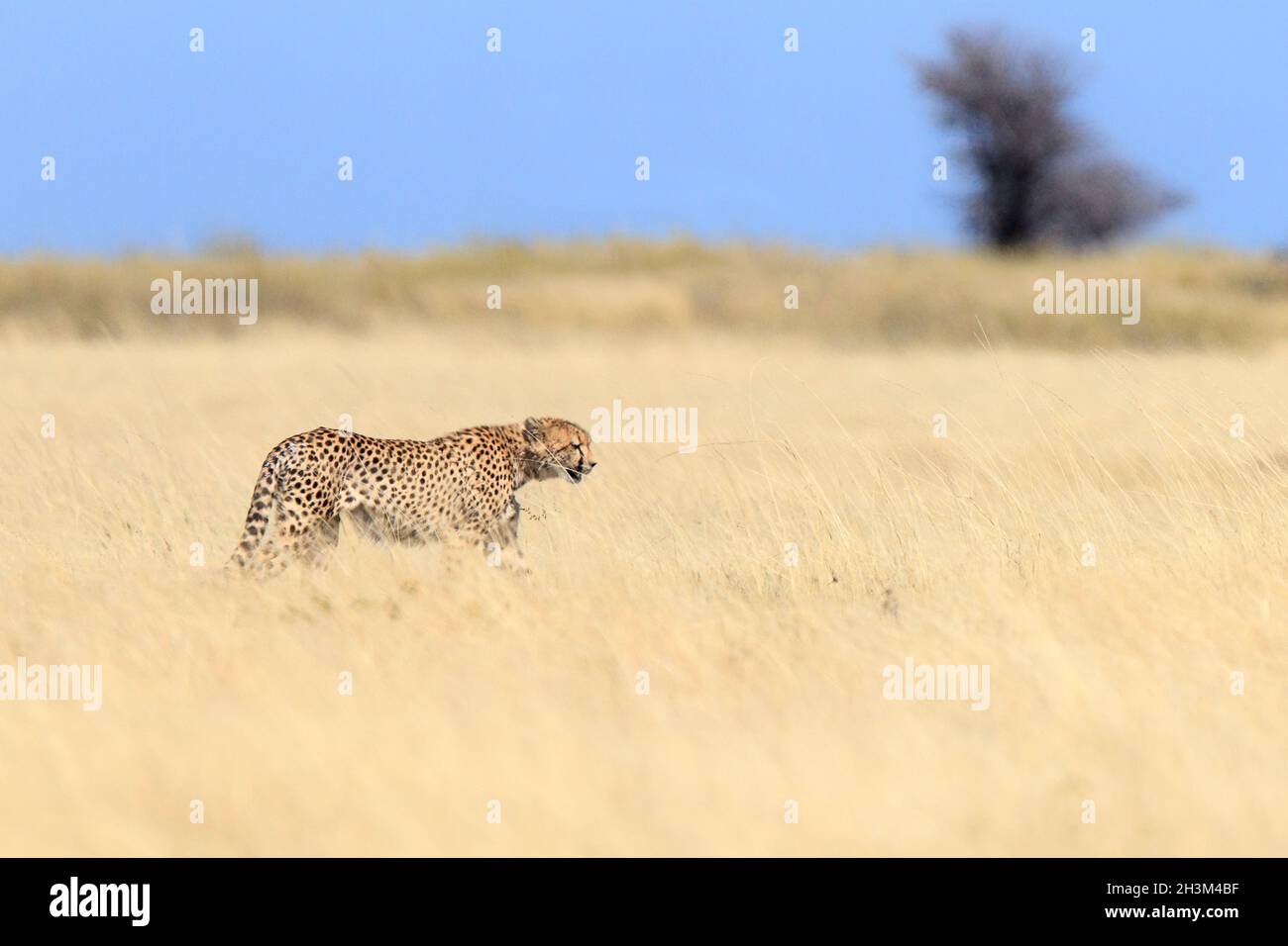 Cheetah (Acinonyx jubatus) a piedi in prateria. Parco Nazionale di Etosha, Namibia, Africa Foto Stock