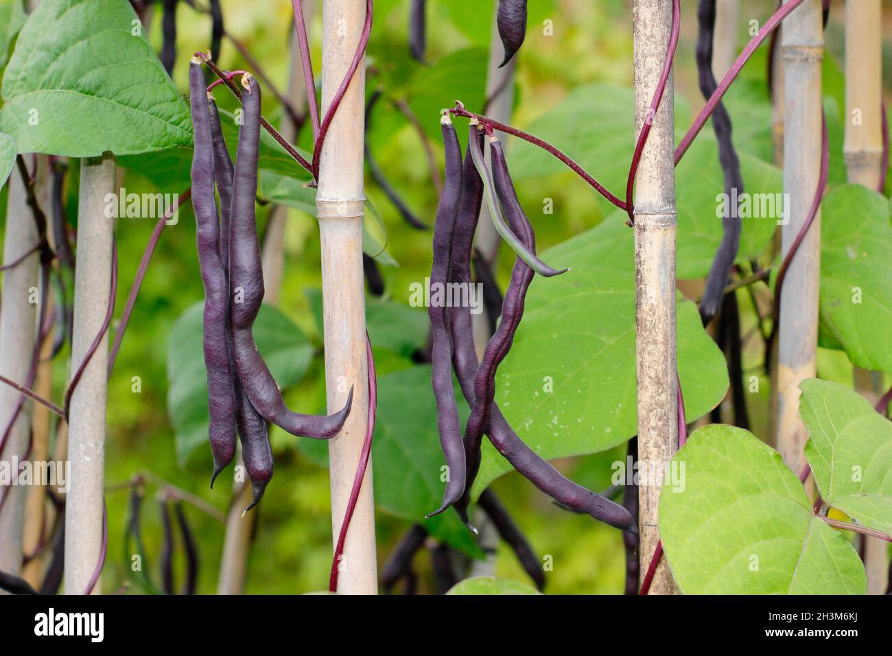 Pianta di fagiolo francese. Phaseolus vulgaris 'Violet podded' arrampicata fagioli francesi che crescono canne in un giardino di cucina. REGNO UNITO Foto Stock