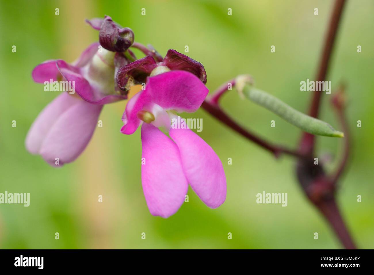 Fiori di fagiolo francese. Fiori e pod in sviluppo di Phaseolus vulgaris 'violet podded' che si arrampicano fagiolo francese in un giardino di cucina del Regno Unito. Foto Stock