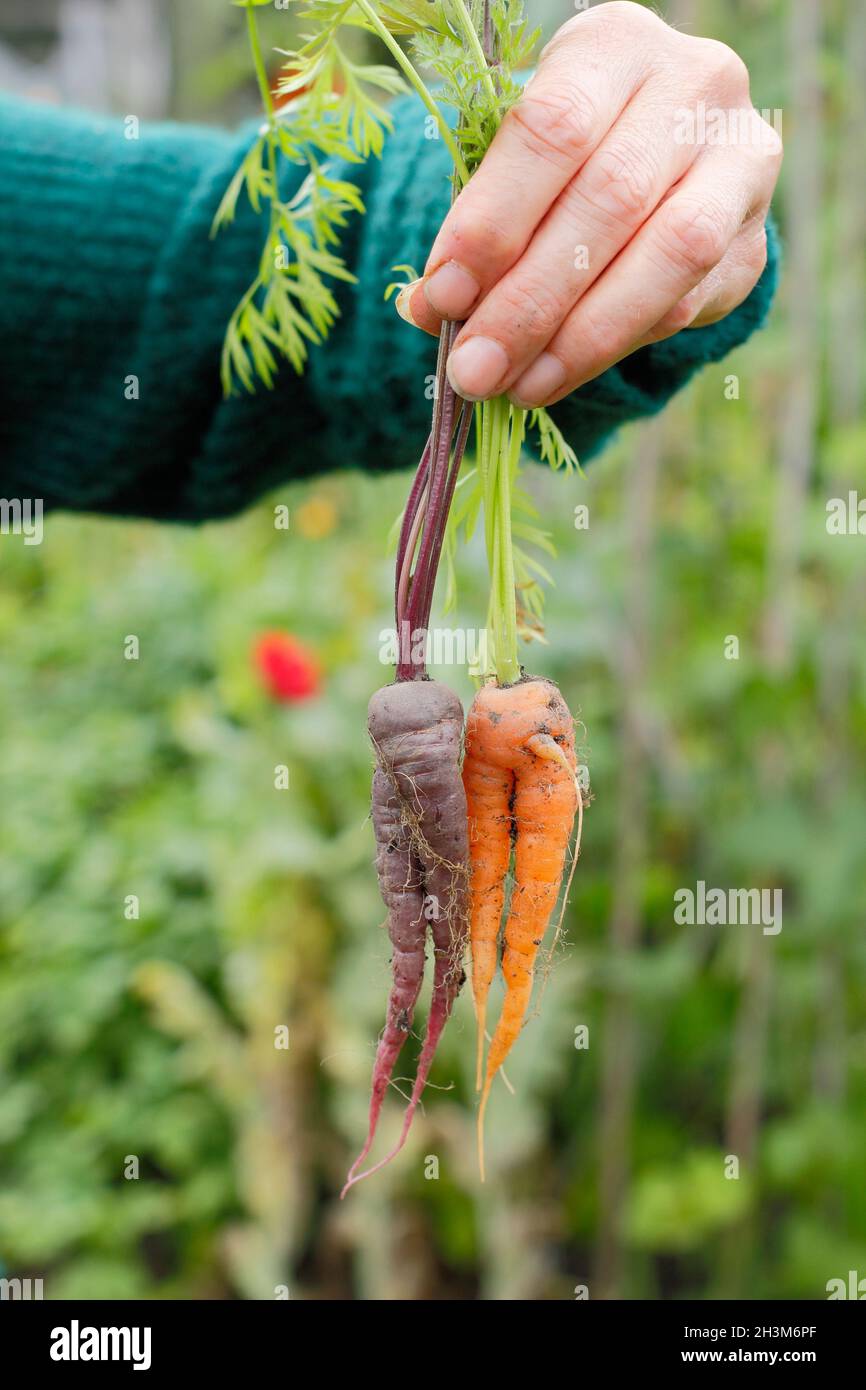 Verdure meravigliose. Radici forate su carote arcobaleno di origine. REGNO UNITO Foto Stock