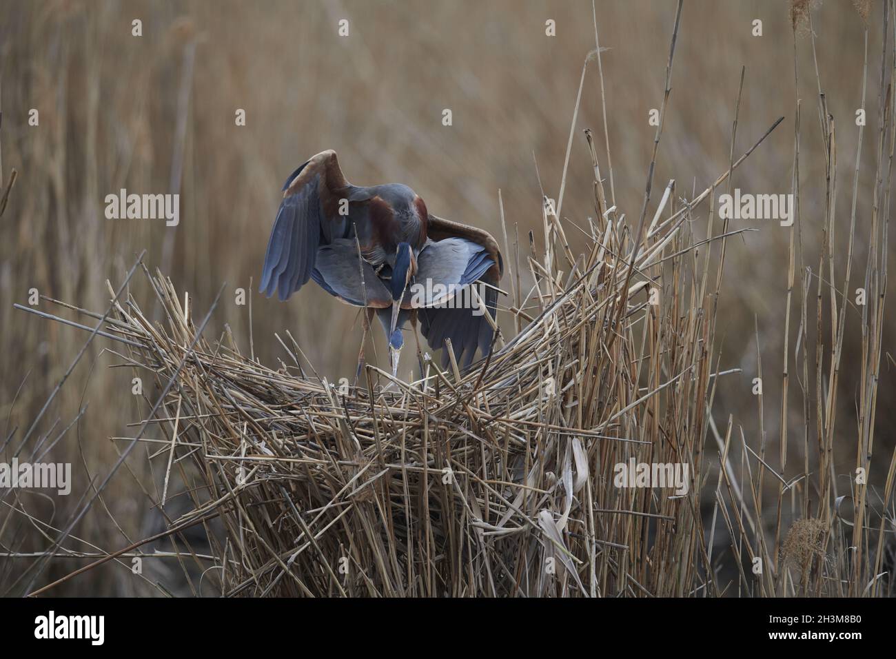 Airone rosso Foto Stock