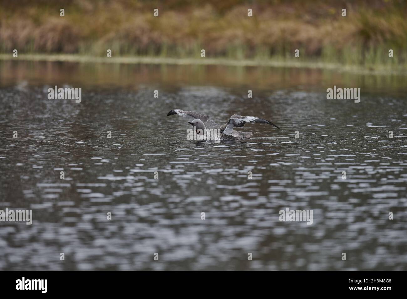 Rosso-throated svasso Foto Stock