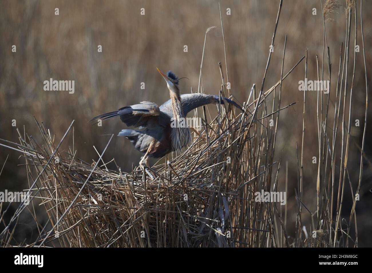 Airone rosso Foto Stock