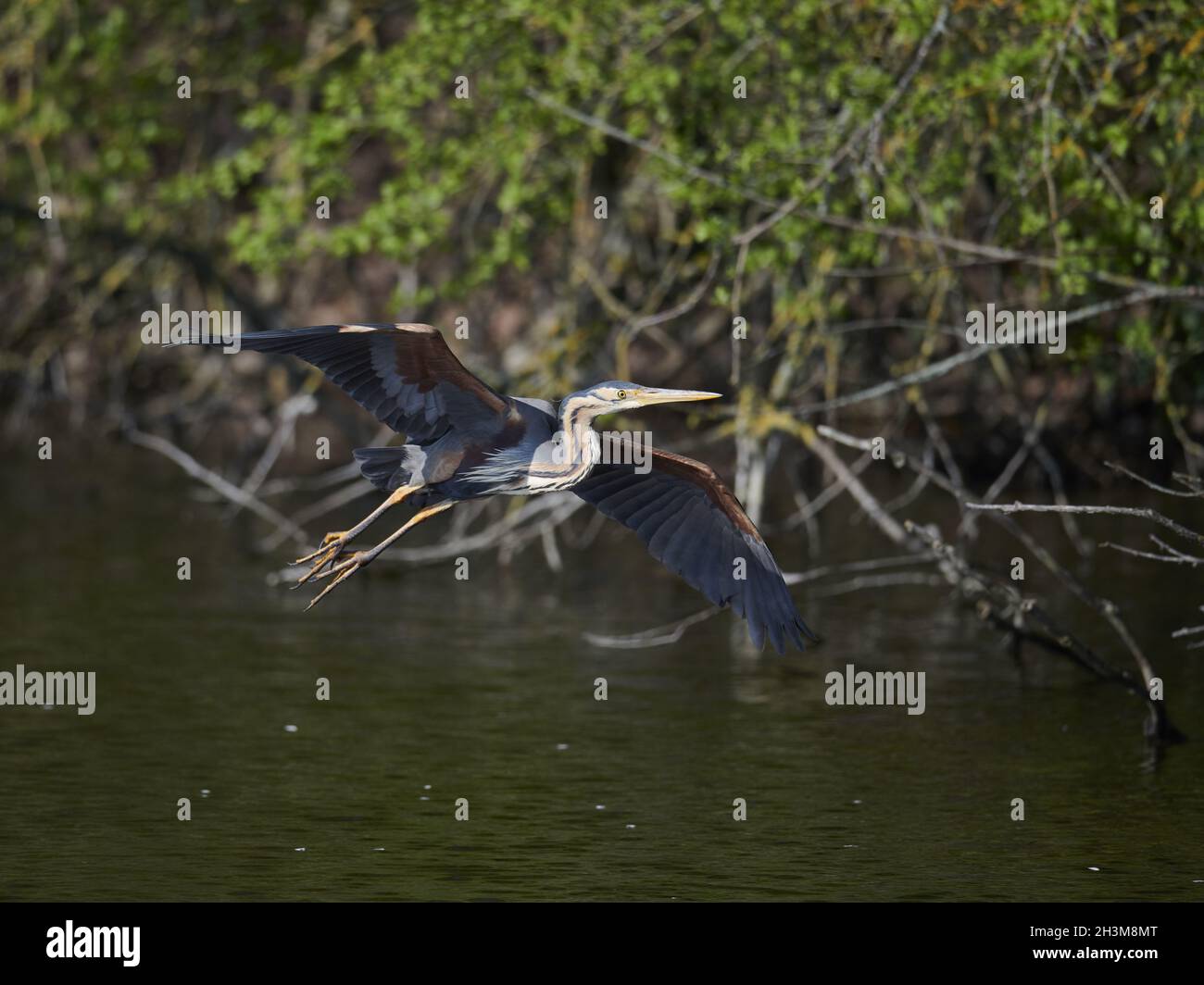 Airone rosso Foto Stock