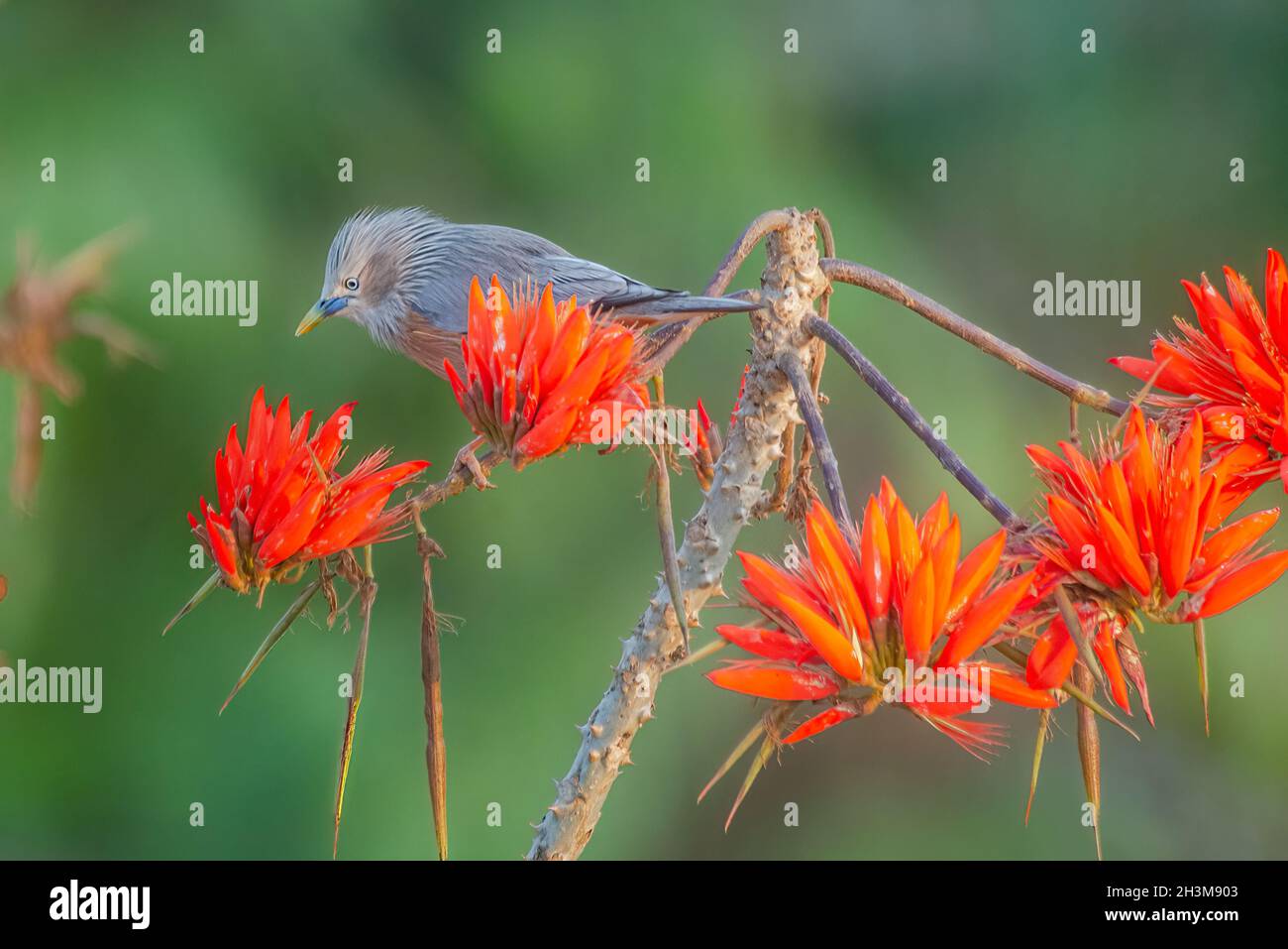 Primo piano Bird Photos Foto Stock