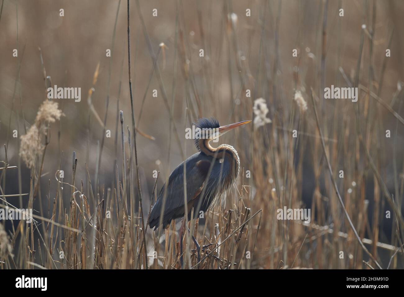 Airone rosso Foto Stock