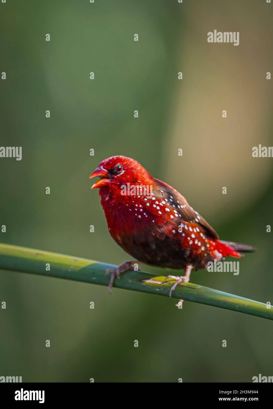 Primo piano Bird Photos Foto Stock