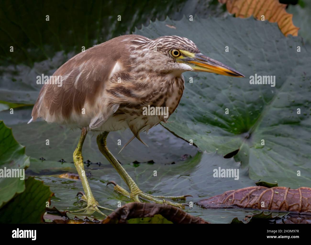 Primo piano Bird Photos Foto Stock