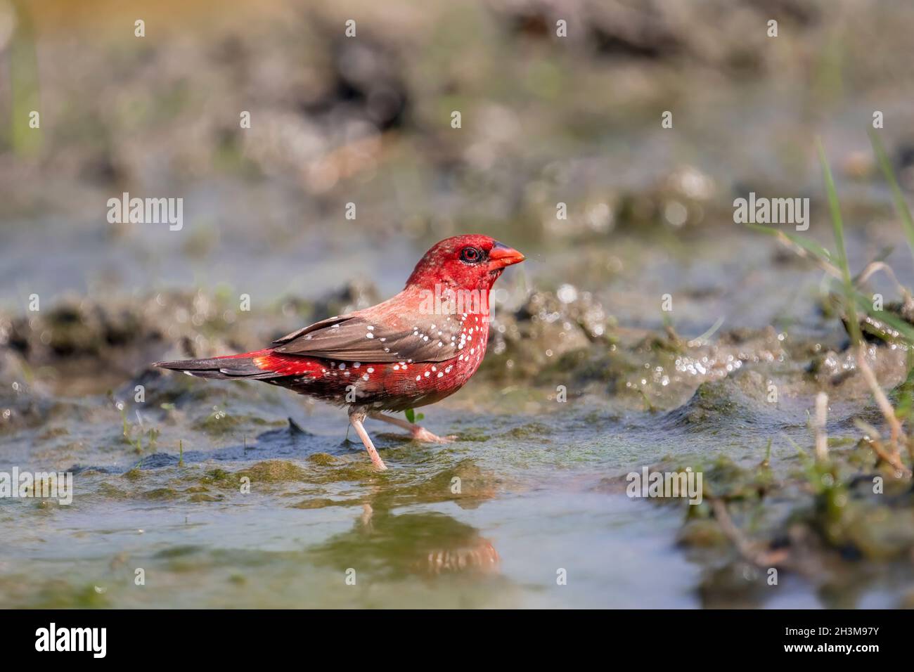 Primo piano Bird Photos Foto Stock