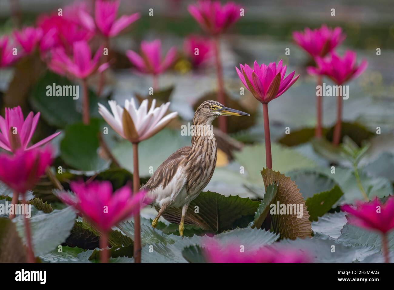 Primo piano Bird Photos Foto Stock