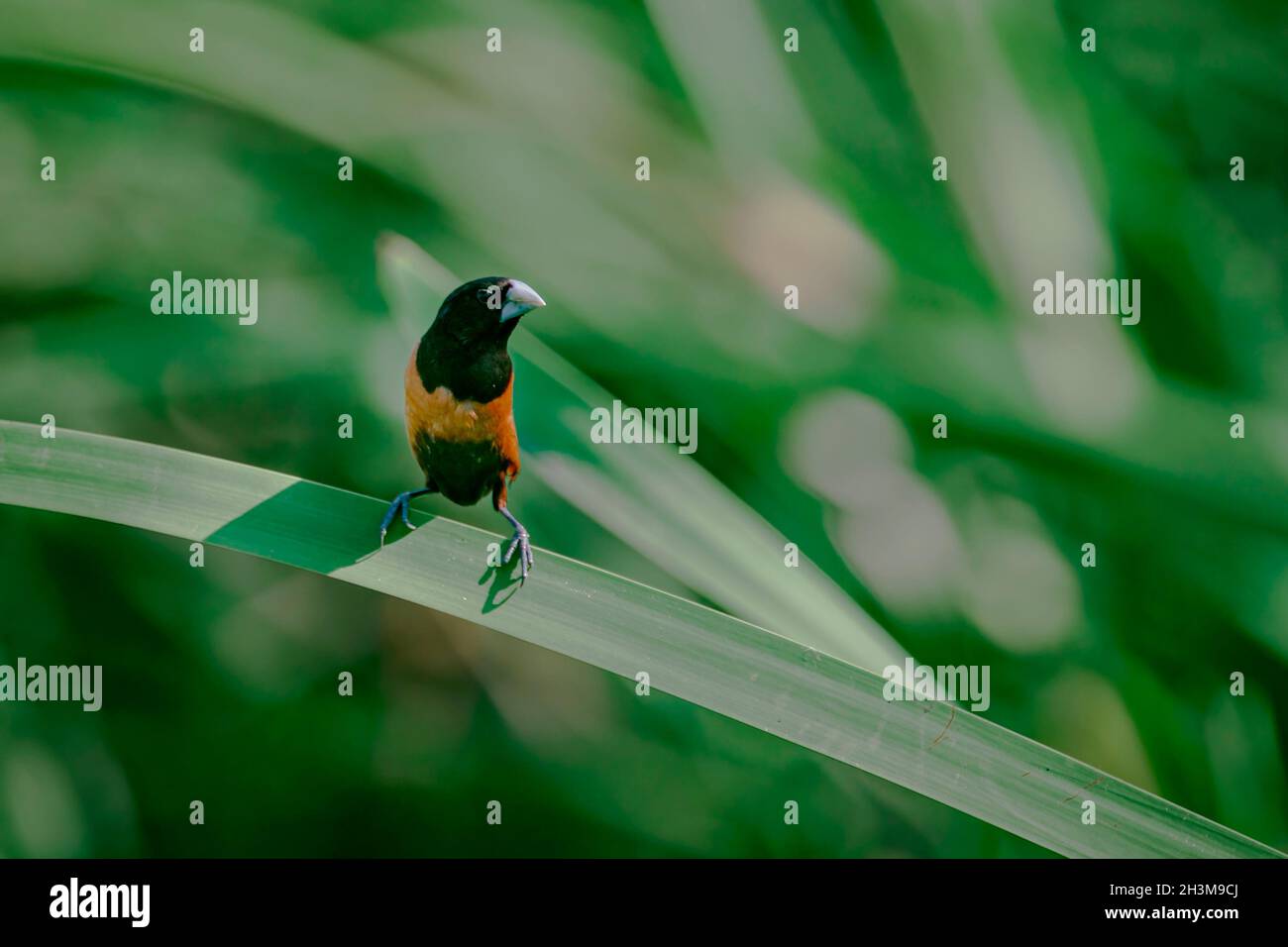 Primo piano Bird Photos Foto Stock