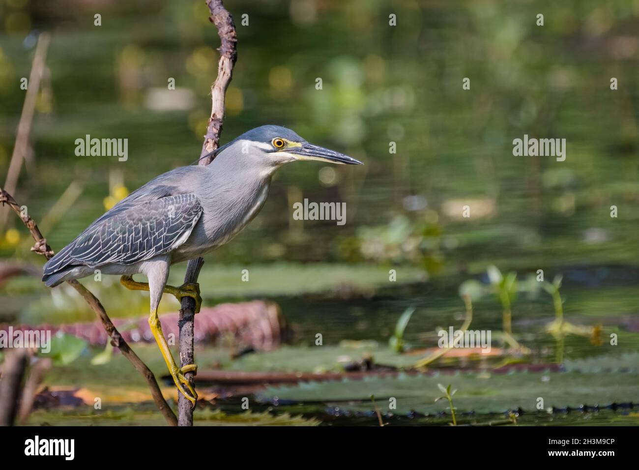 Primo piano Bird Photos Foto Stock