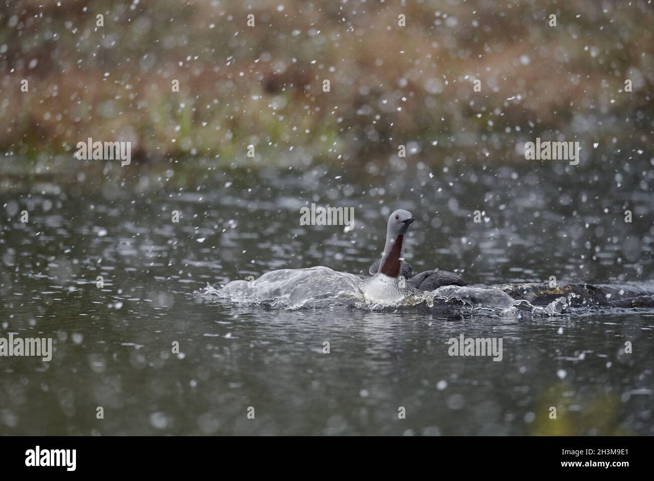Rosso-throated svasso Foto Stock