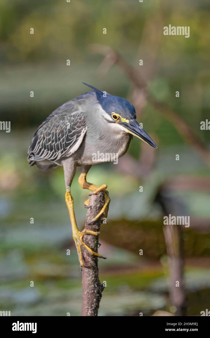 Primo piano Bird Photos Foto Stock