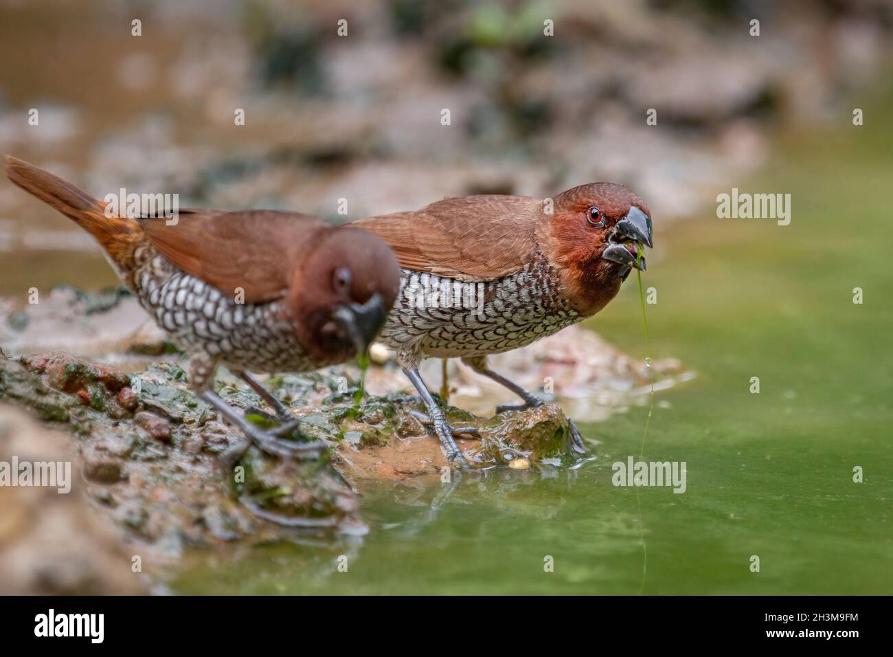 Primo piano Bird Photos Foto Stock