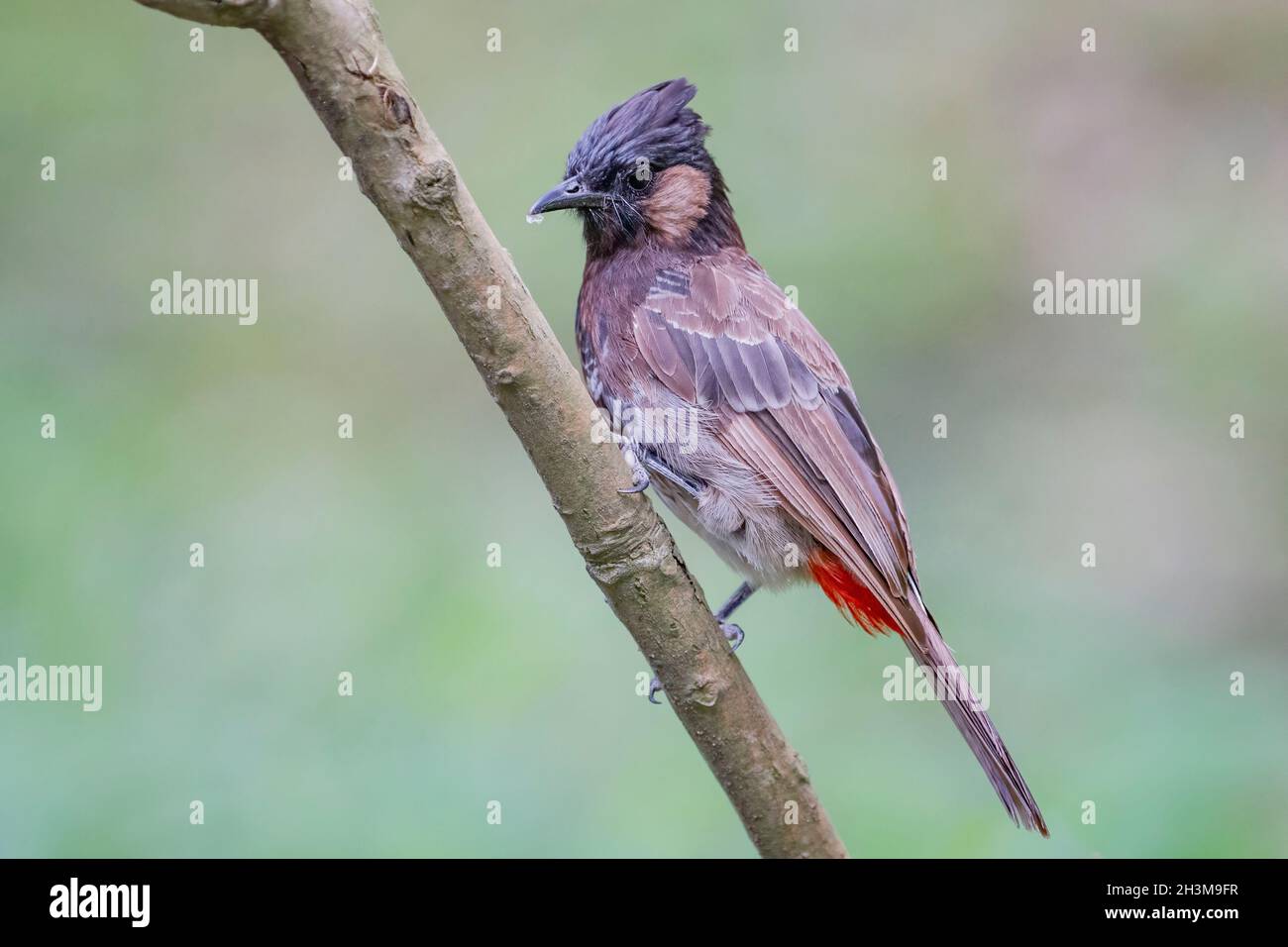 Primo piano Bird Photos Foto Stock