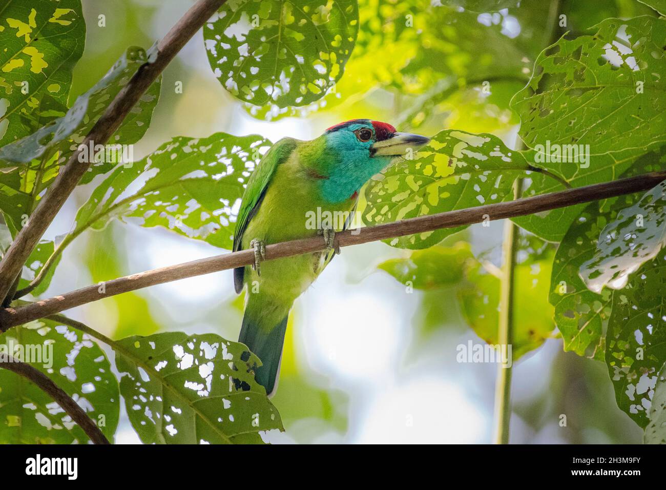 Primo piano Bird Photos Foto Stock
