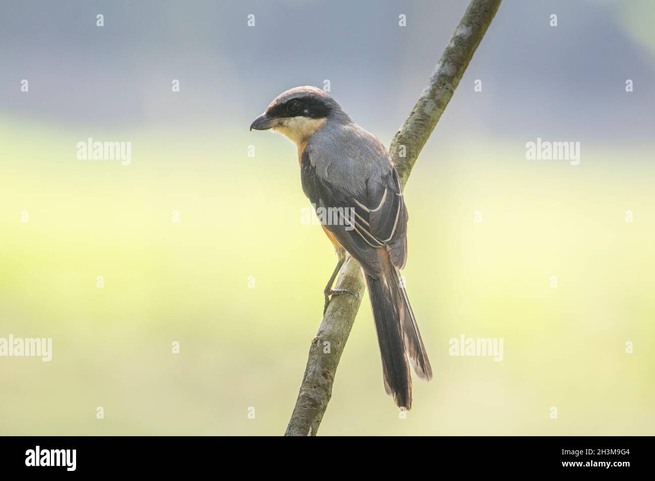 Primo piano Bird Photos Foto Stock