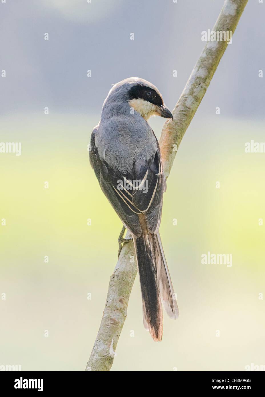 Primo piano Bird Photos Foto Stock