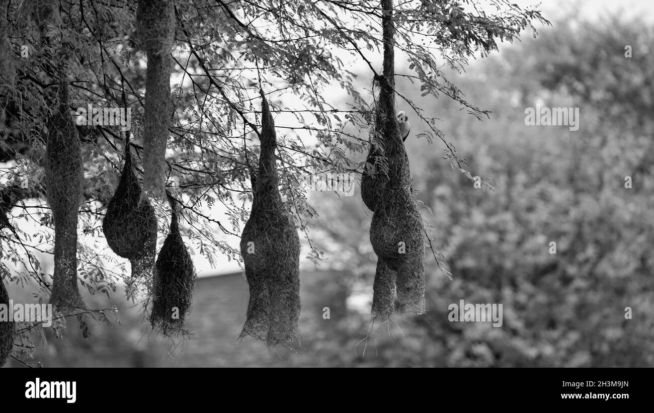 Colpo in bianco e nero, colpo d'ora d'oro del nido dell'uccello di Baya Weaver nell'albero di Acacia. Foto Stock