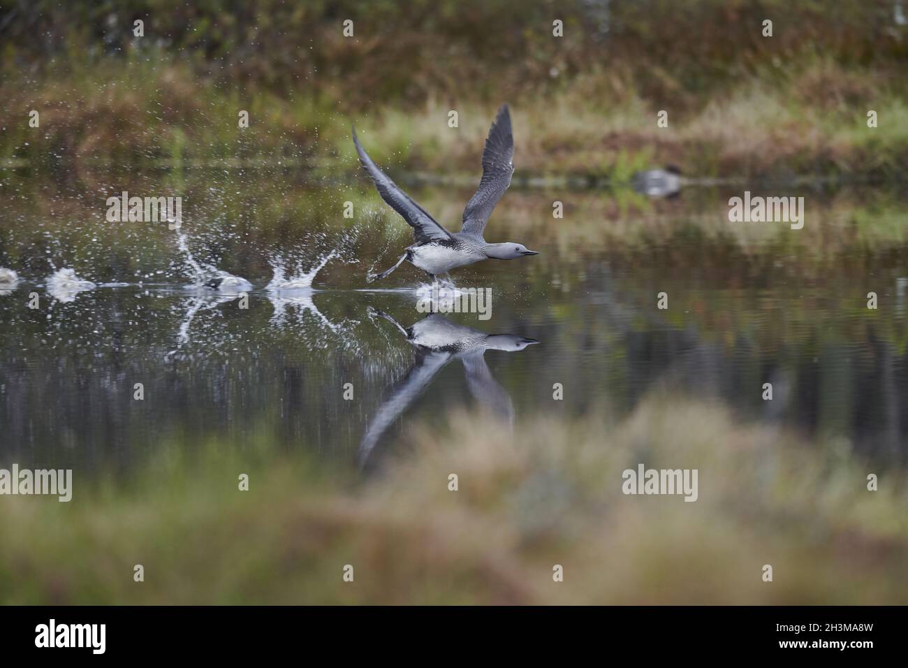 Rosso-throated svasso Foto Stock