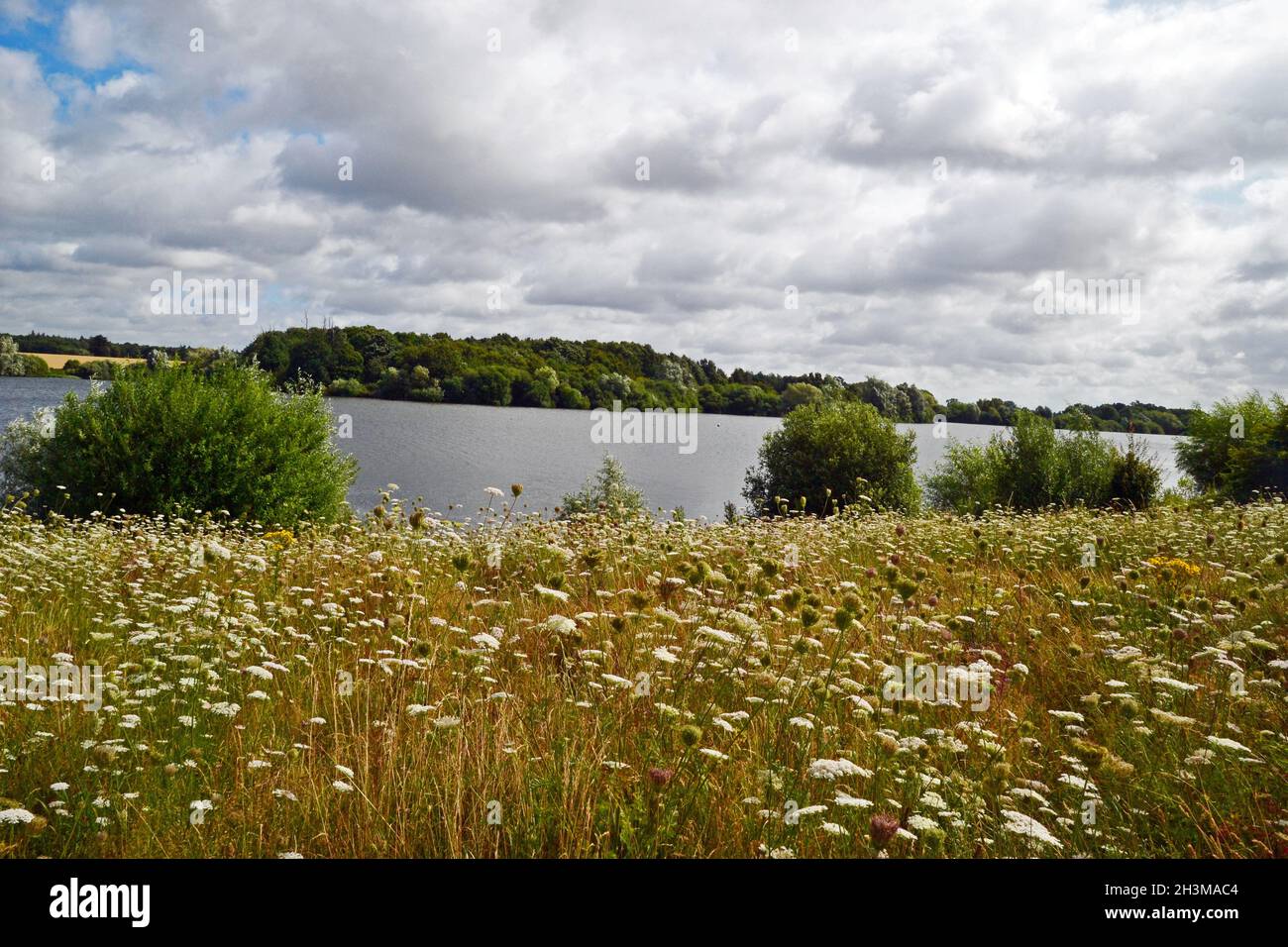 Alton Water, Suffolk, Regno Unito Foto Stock