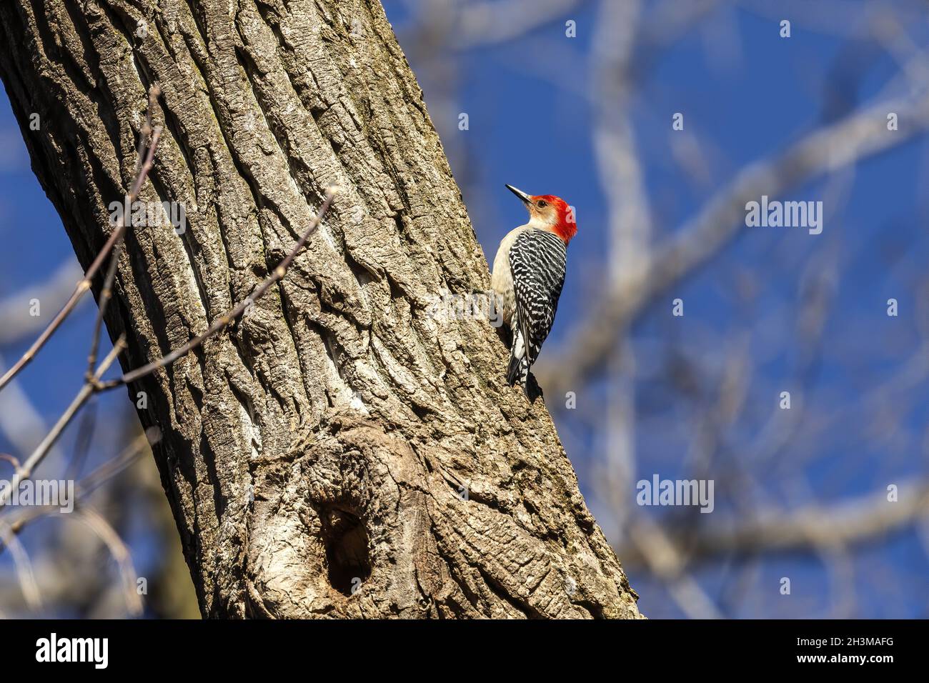 Picchio rosso Belied. Scena naturale dal Wisconsin. Foto Stock