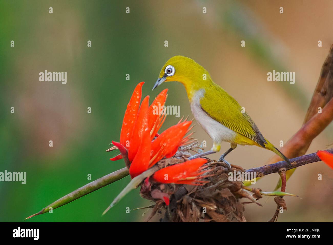Primo piano Bird Photos Foto Stock