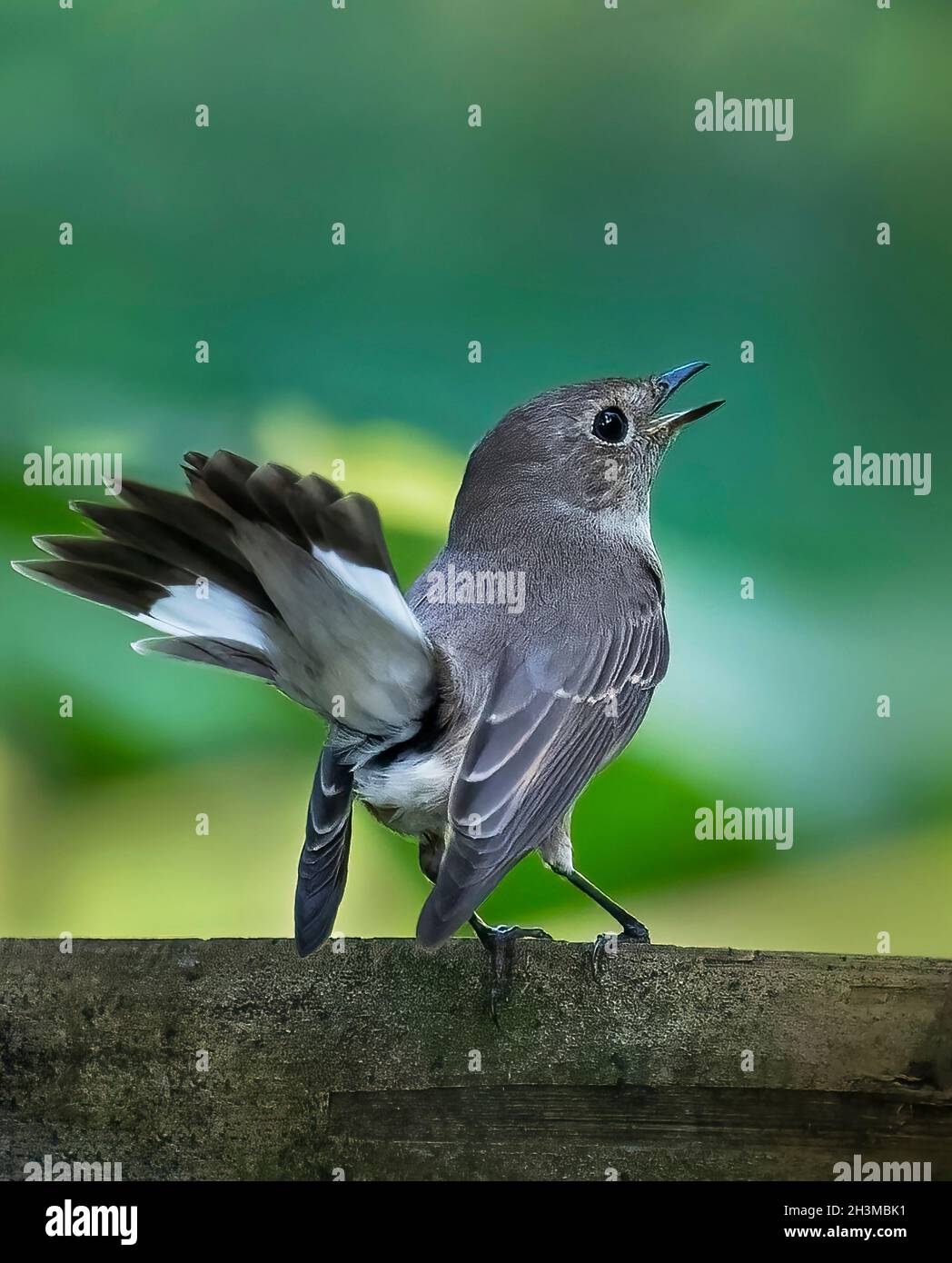Primo piano Bird Photos Foto Stock