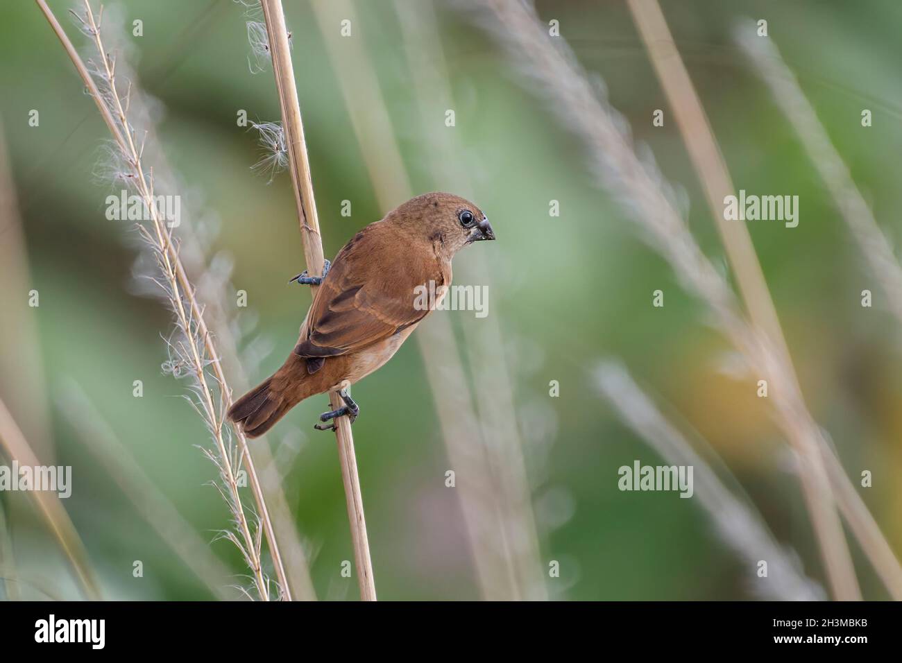 Primo piano Bird Photos Foto Stock