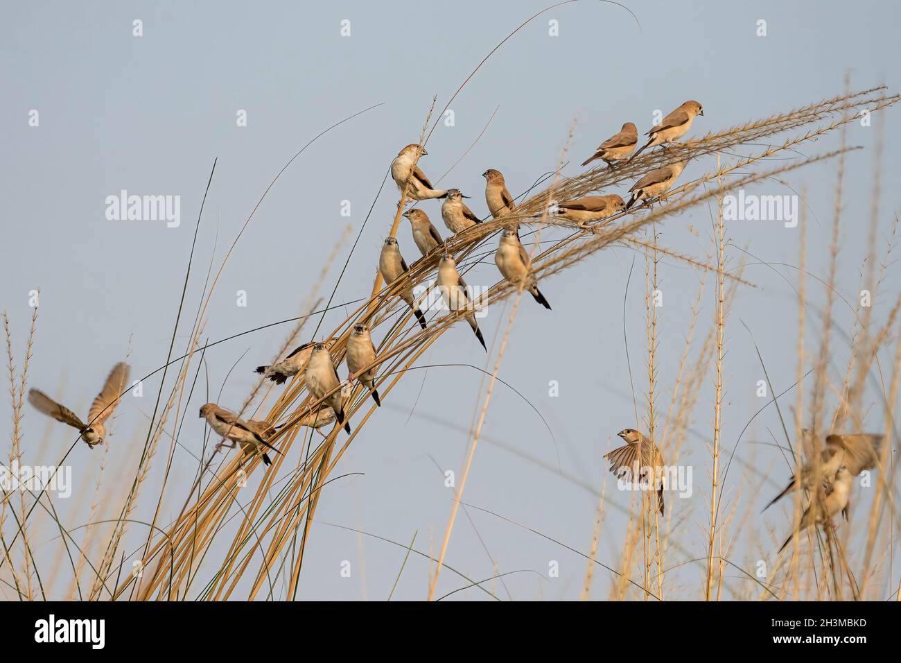 Primo piano Bird Photos Foto Stock