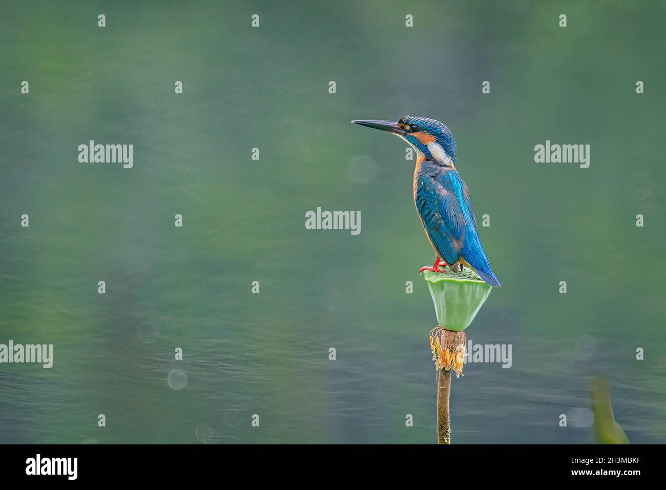 Primo piano Bird Photos Foto Stock
