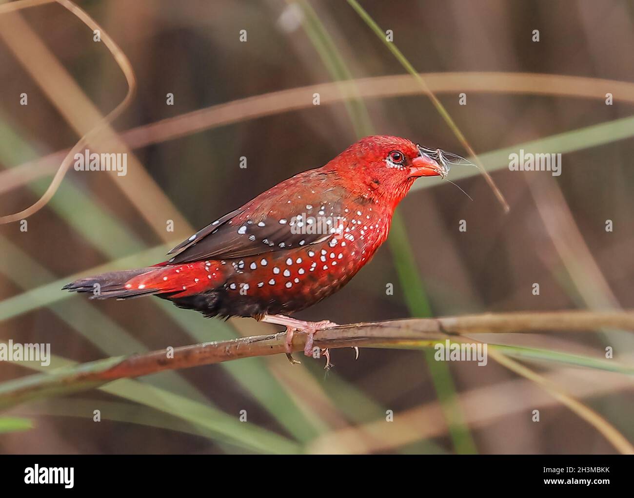 Primo piano Bird Photos Foto Stock