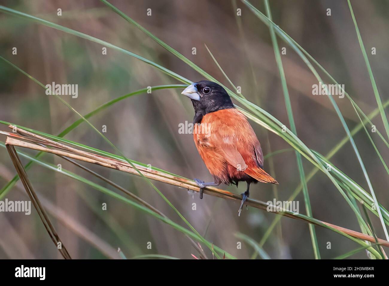 Primo piano Bird Photos Foto Stock
