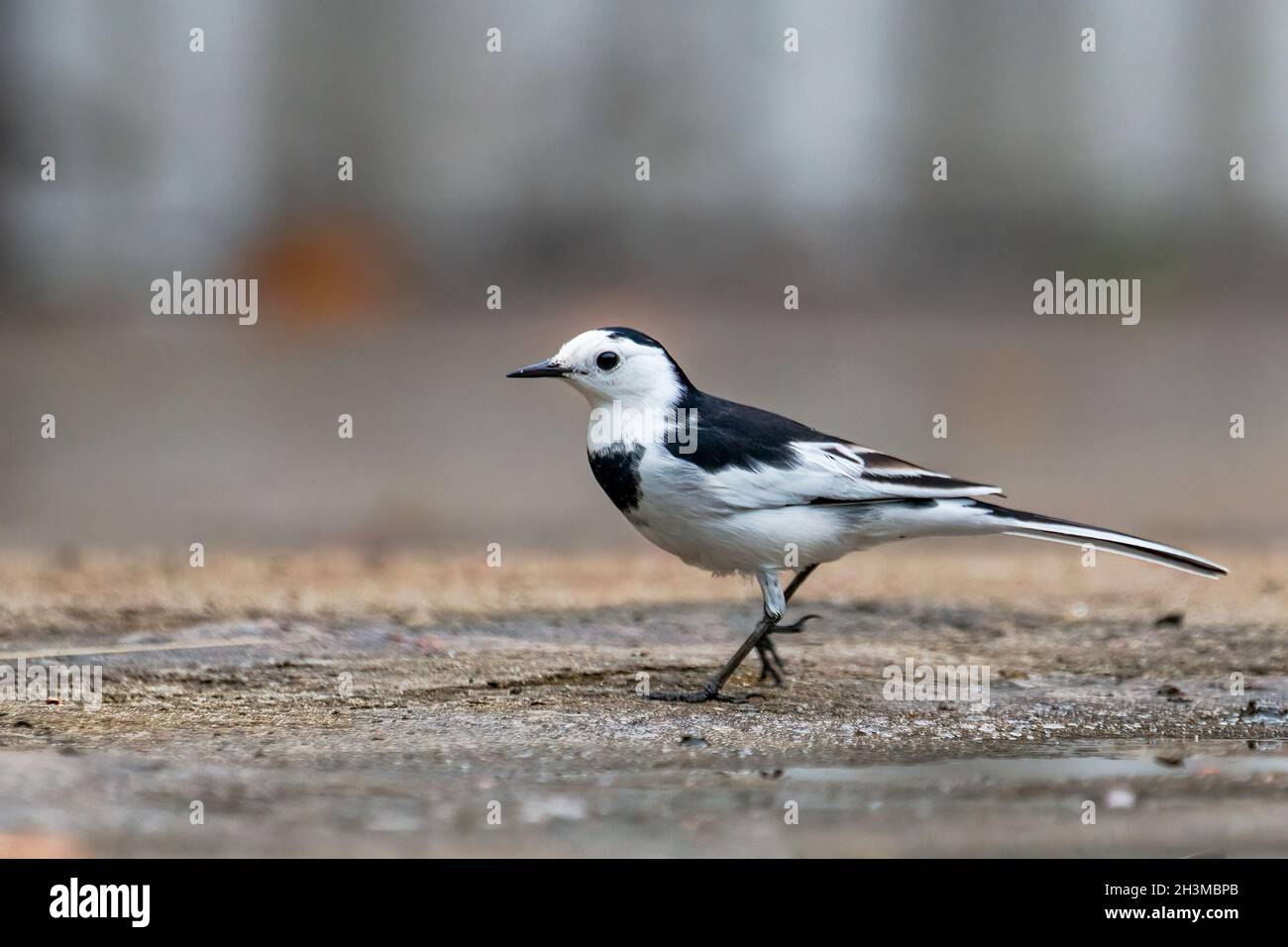 Primo piano Bird Photos Foto Stock