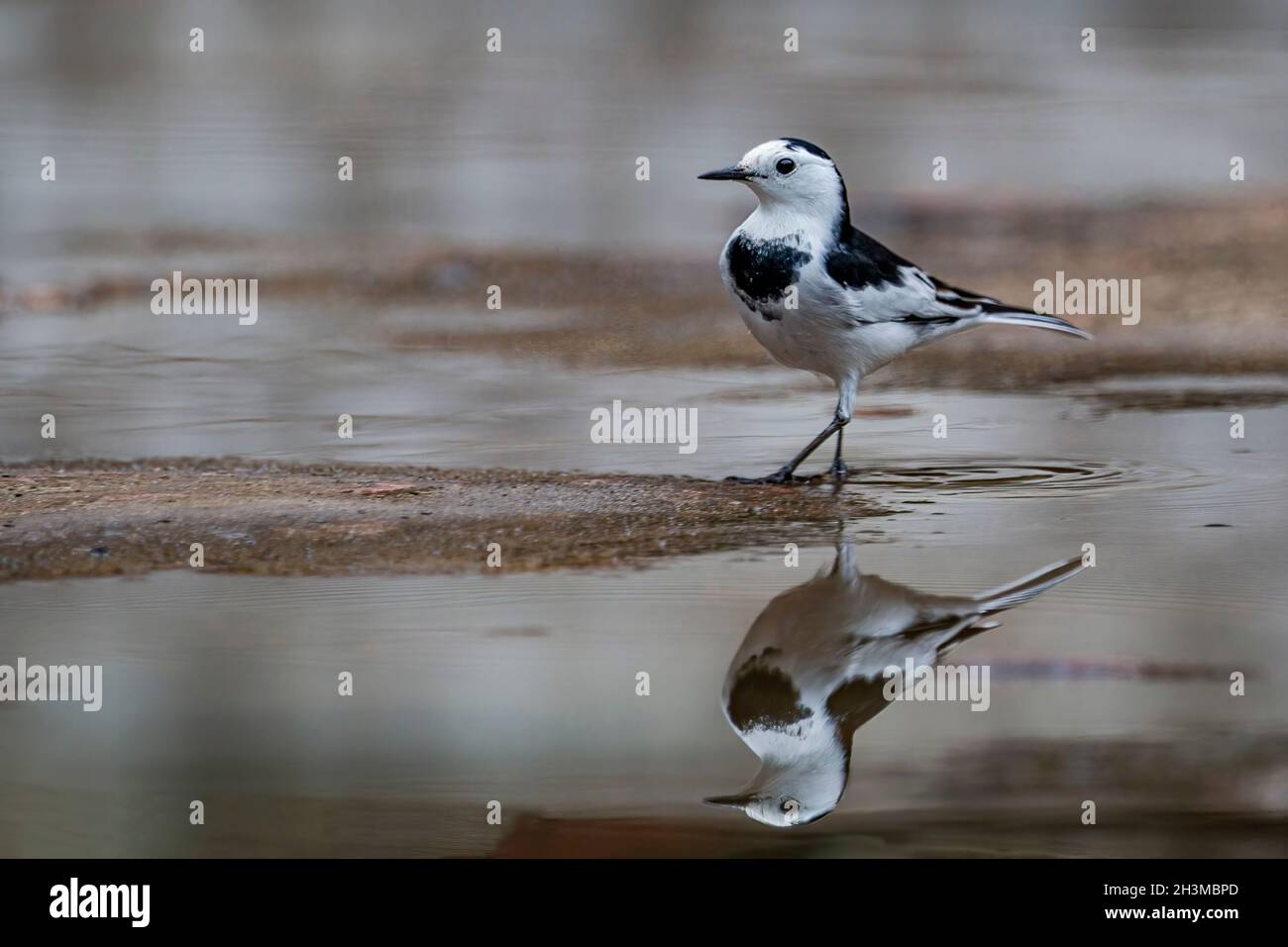Primo piano Bird Photos Foto Stock