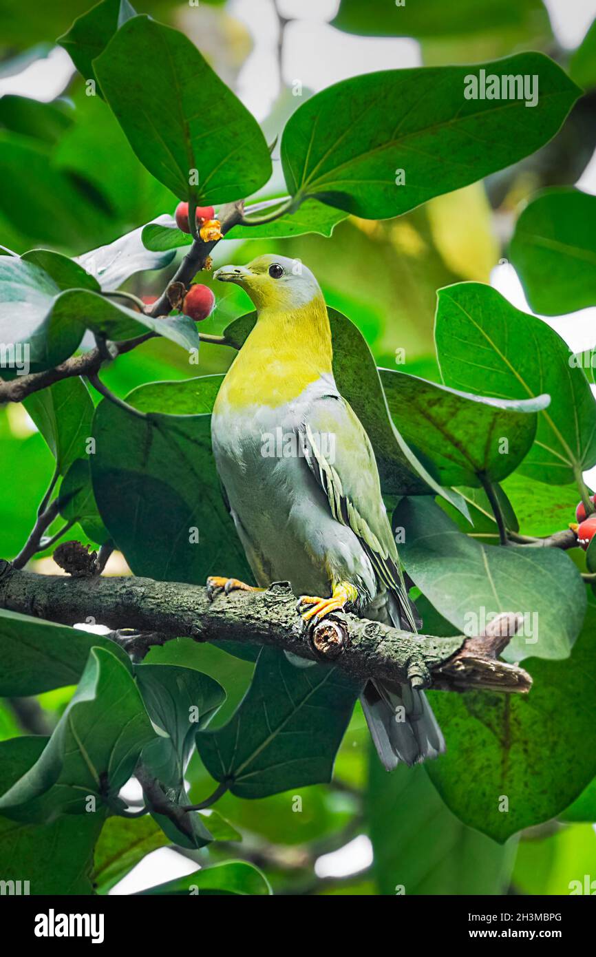 Primo piano Bird Photos Foto Stock