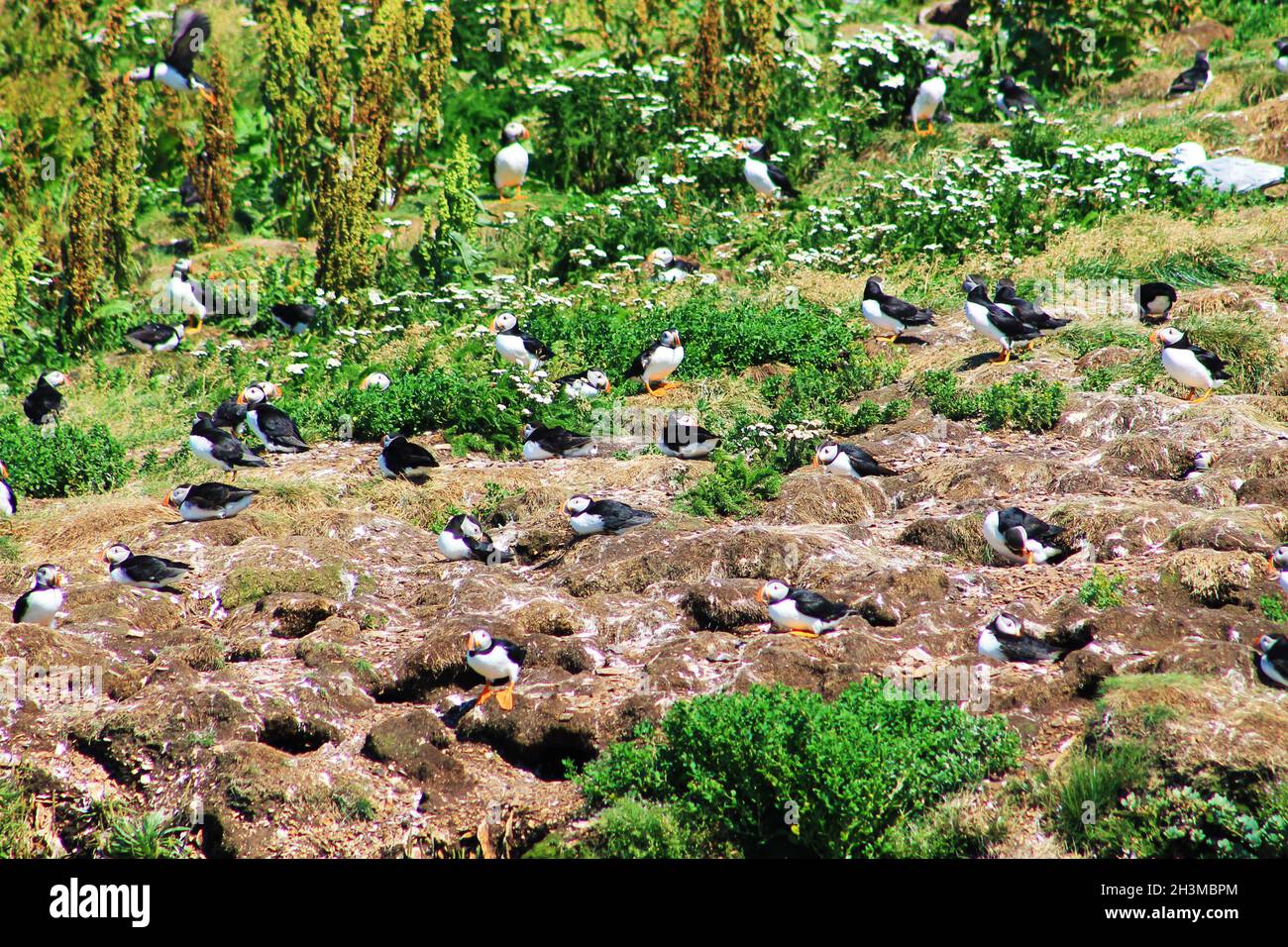 Puffins Atlantico su un'isola, Elliston, Terranova Foto Stock