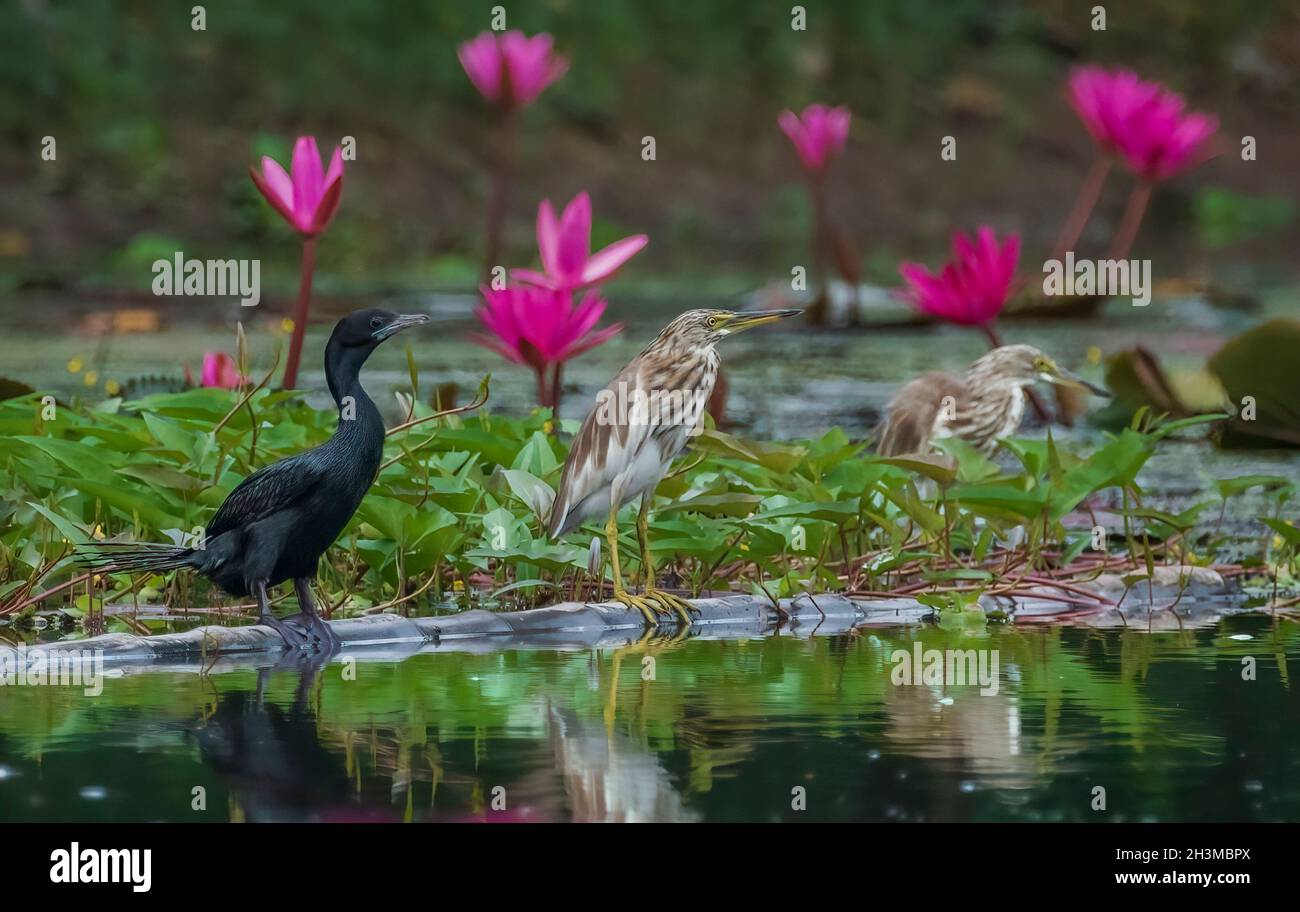 Primo piano Bird Photos Foto Stock
