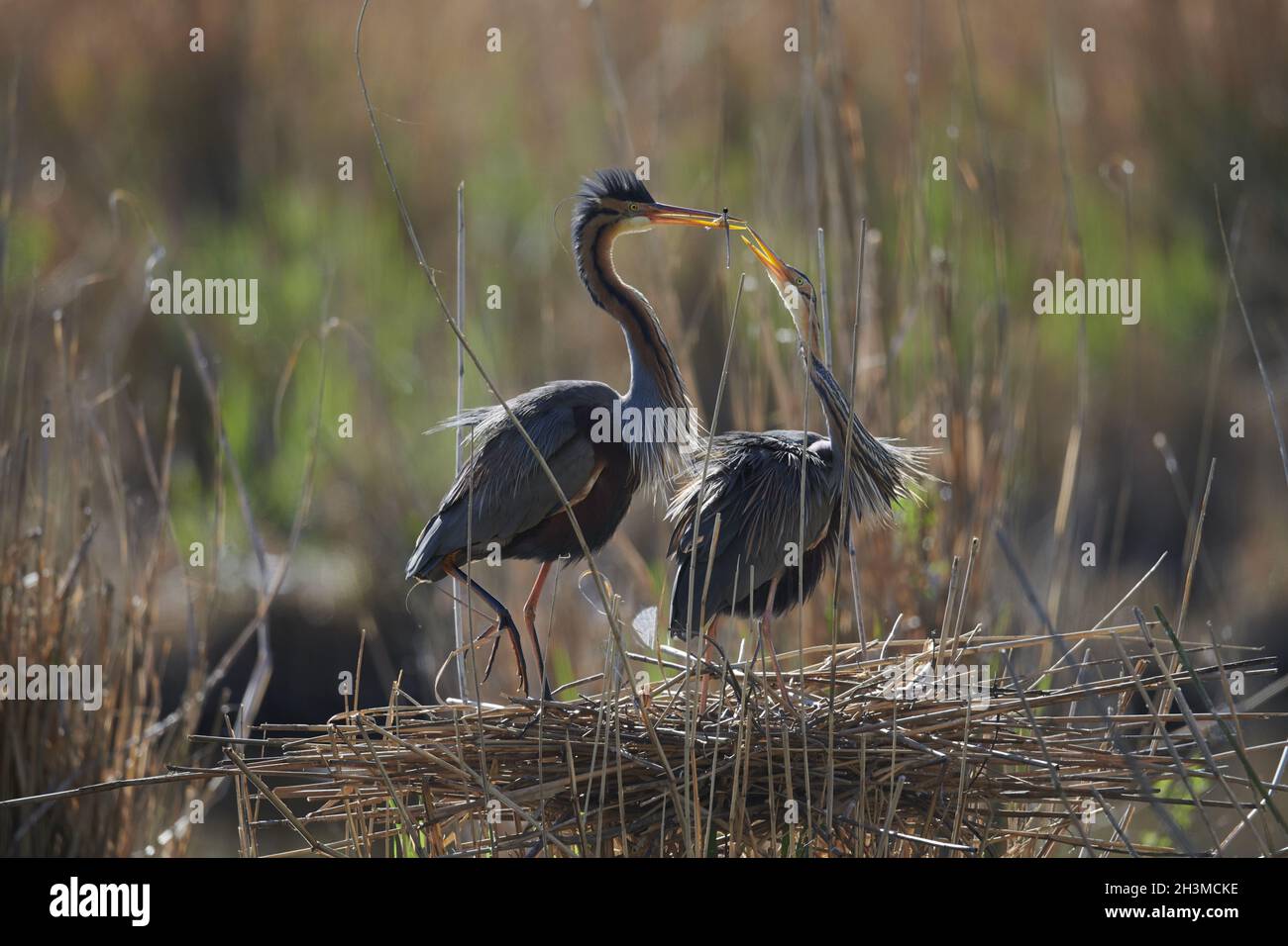 Airone rosso Foto Stock