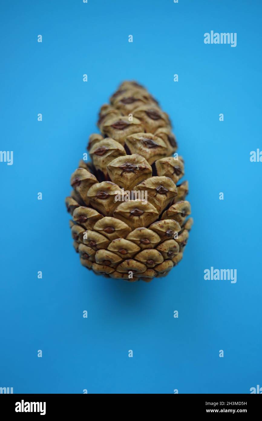 Cono di pino su un tavolo di carta blu. Foto Stock