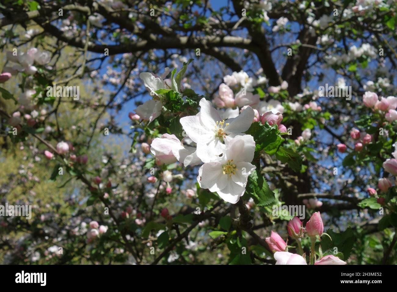 Malus domestica Boskoop, Apple Foto Stock
