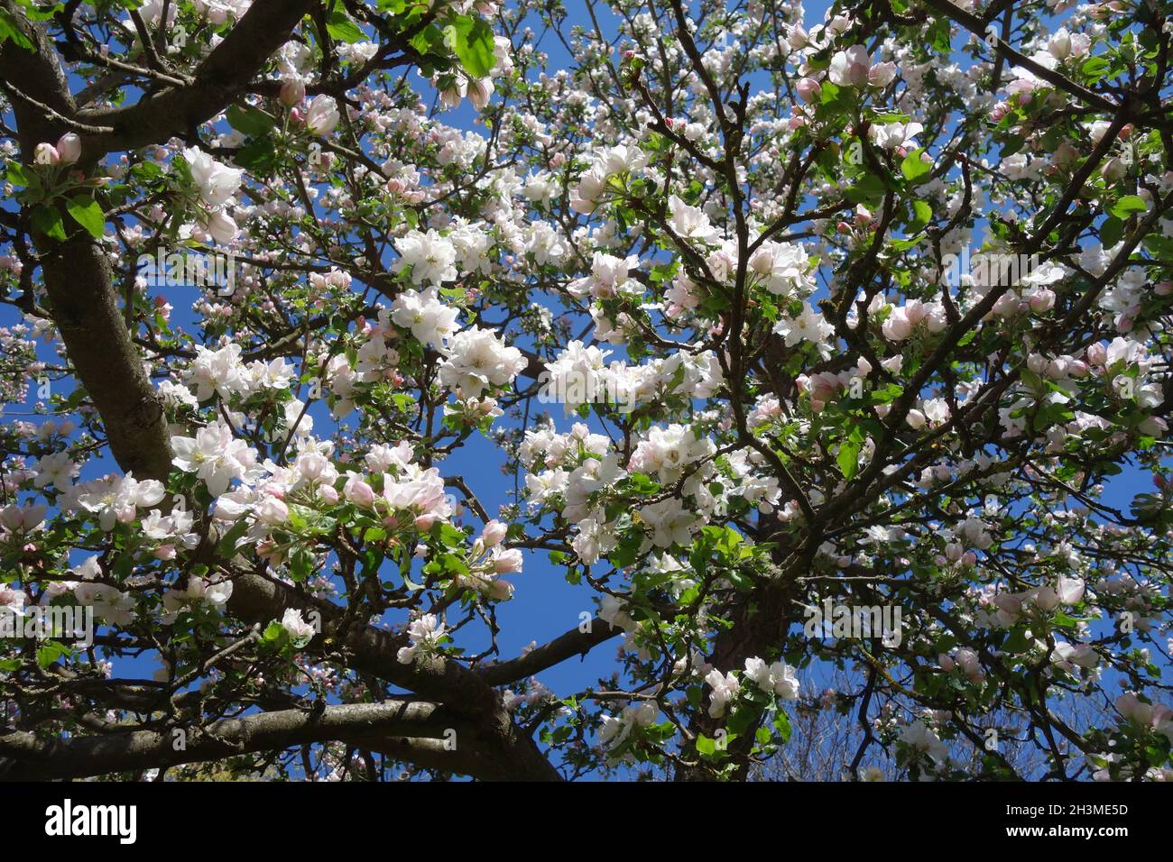 Malus domestica Boskoop, Apple Foto Stock