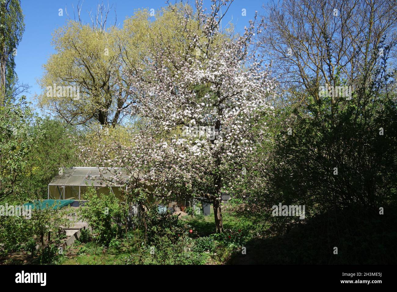 Malus domestica Boskoop, Apple Foto Stock