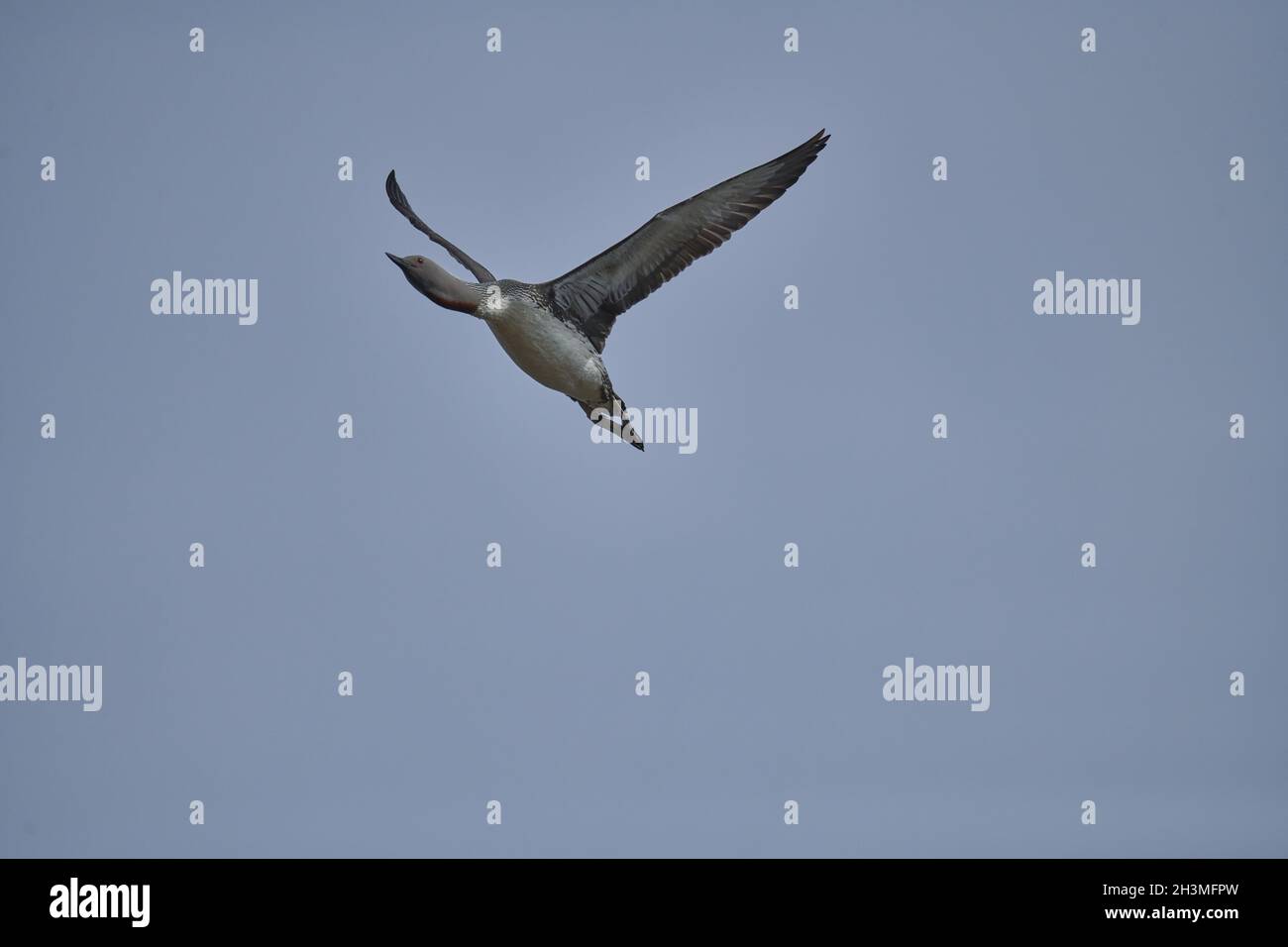 Rosso-throated svasso Foto Stock